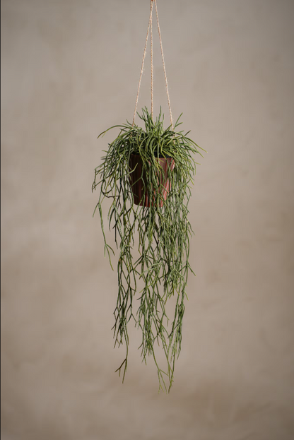 Rhipsalis - 55cm