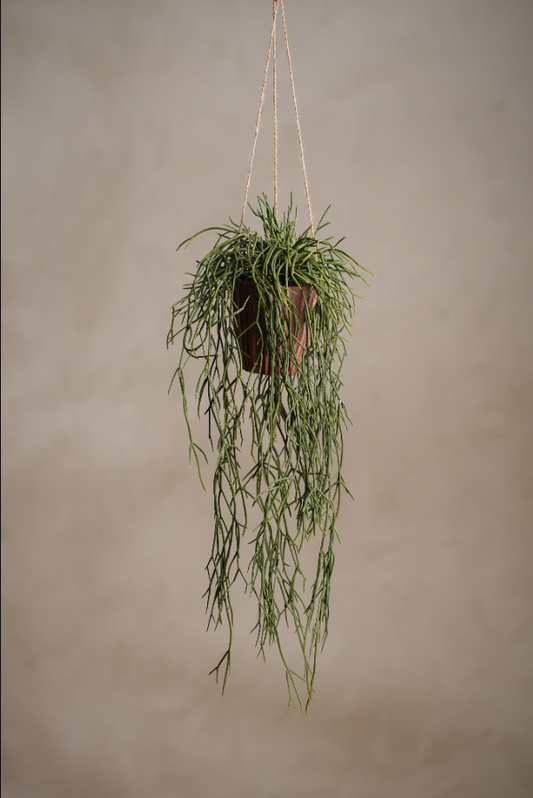 Rhipsalis - 55cm
