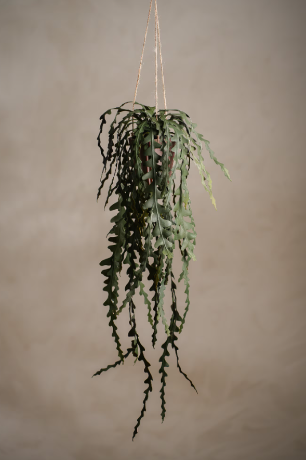 Älghornsbräken - 60cm
