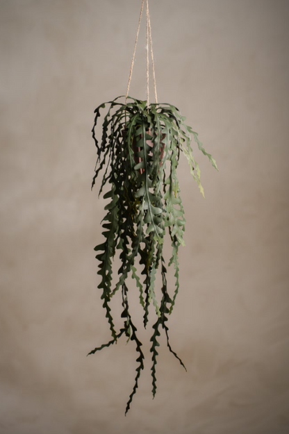 Älghornsbräken - 60cm