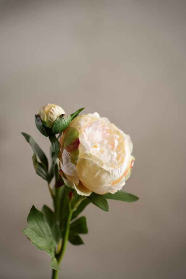 Pion - 58cm - Cream