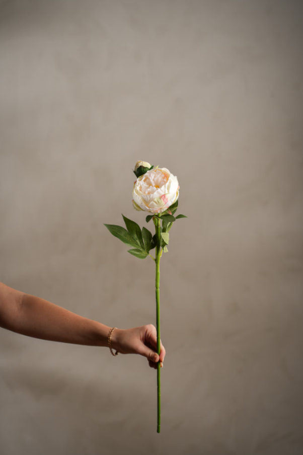 Pion - 58cm - Cream